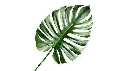 Fototapeta na wymiar Green tropical leaf on transparent background. Generative ai design png concept.