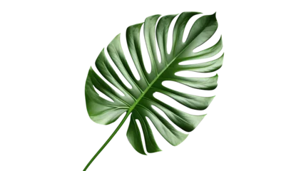 Zelfklevend Fotobehang Monstera Green tropical leaf on transparent background. Generative ai design png concept.