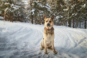 Dog German Shepherd outdoors in the forest in a winter day. Russian guard dog Eastern European Shepherd in nature on the snow and white trees covered snow