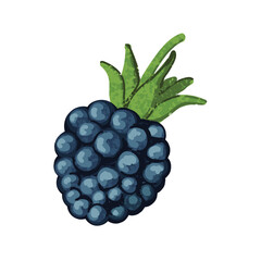 Vector Colorful Illustration of Blackberry Isolated on White Background