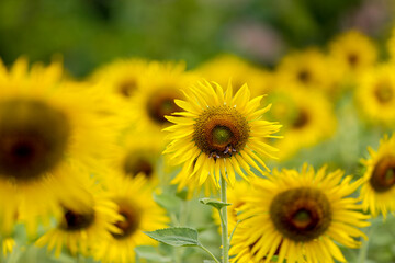 Obraz premium Sunflower natural background. Sunflower blooming. Close-up of sunflower.