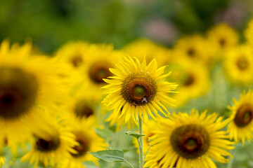 Obraz premium Sunflower natural background. Sunflower blooming. Close-up of sunflower.