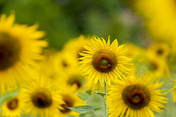 Obraz premium Sunflower natural background. Sunflower blooming. Close-up of sunflower.