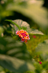 Lantana camara, Verbenaceae family. Grows and blooms in the tropical plains of Java, Indonesia, Southeast Asia