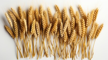 WHEAT SPIKES ISOLATED ON WHITE BACKGROUND