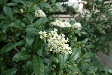 Shoot of wild privet with panicle of white flowers in May