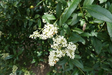 Obraz premium Two panicles of white flowers of wild privet in May