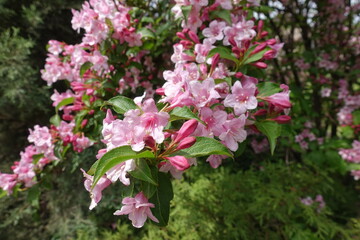 Loads of pink flowers of Weigela florida in mid May