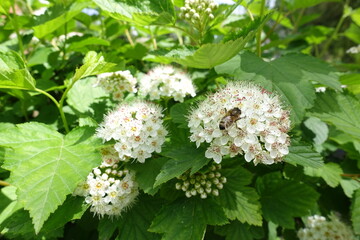 Bee pollinating white flowers of common ninebark in May