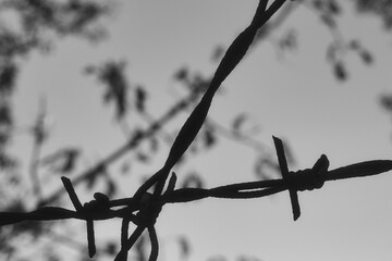 barbed wire against a sky - prison - old - military - security - closeup - rusted - lines - camp - blurred - black and white - Powered by Adobe