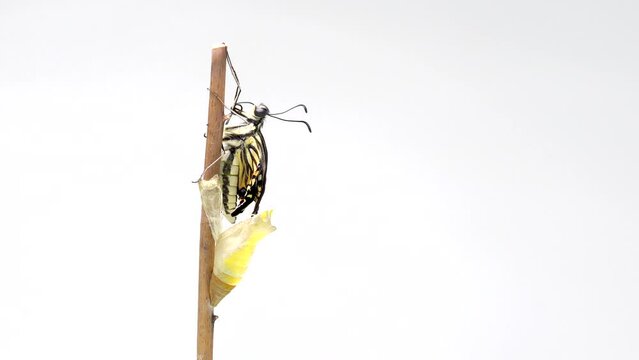 Asian swallowtail butterfly (Papilio xuthus) emerging from the chrysalis [2 shots]
