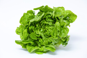 fresh green lettuce
