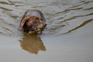 A brown dog is retrieving a ball from the water. It is swimming forward and looking right with the tennis ball in its mouth