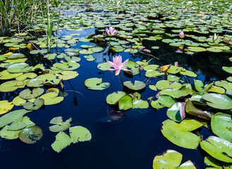 Nymphaea nouchali flower blue lotus flower nil manel flower in pond. Family Nymphaeaceae