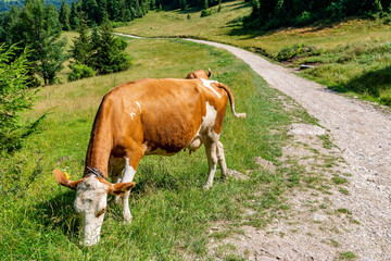 Fototapeta na wymiar Cow on the meadow in Jaworki near Szczawnica (Poland)
