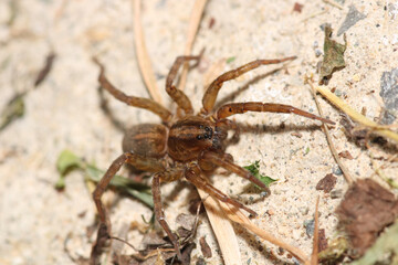 agelena labyrinthica spider macro photo