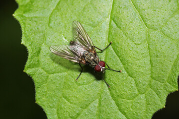 macro photo of housefly facing back