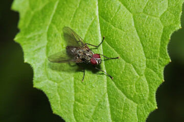 macro photo of housefly facing back