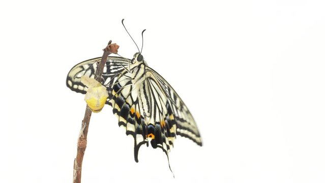 Asian swallowtail butterfly (Papilio xuthus) flies after emerging from chrysalis