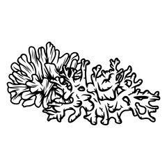 Naklejka premium coral silhouette