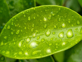 water droplets on green leaf and sunlight shining on water droplets