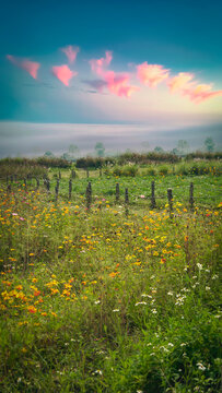 sunset in the field