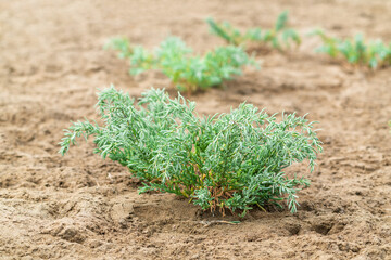 Sea Blite Suaeda maritima is green strub on beach