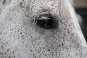 close up of an eye of a horse