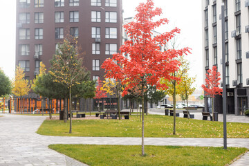 Naklejka premium Autumn trees in urban area. The roofs of residential and industrial buildings are buried in the crowns of multi-colored foliage