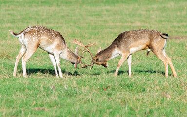 Naklejka na ściany i meble A pair of deer fighting in Richmond wildlife park