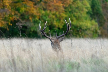A stag lying down in the grass in Richmond wildlife park in London