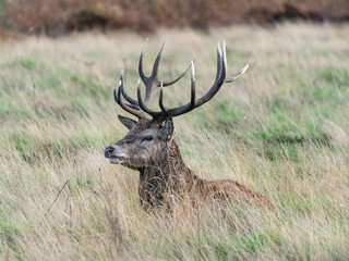 A stag lying down in the grass in Richmond wildlife park in London