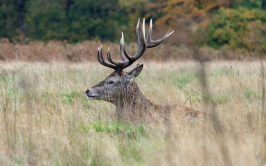 A stag lying down in the grass in Richmond wildlife park in London