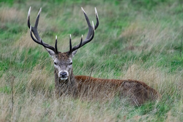 A stag lying down in the grass in Richmond wildlife park in London
