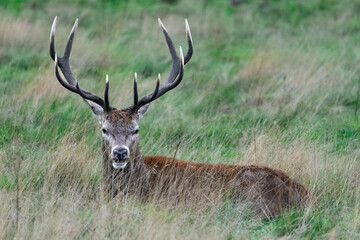 Naklejka na ściany i meble A stag lying down in the grass in Richmond wildlife park in London