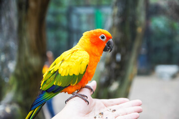 A Sun conure on hand, Parrot bird Feeding  
