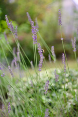 Detailaufnahme einer Hummel in einem Lavendelstrauch im Garten