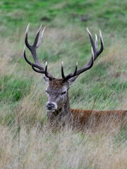 A stag lying down in the grass in Richmond wildlife park in London
