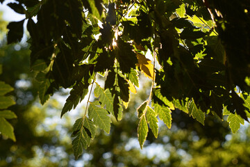 Yellow autumn leaf among many green leaves