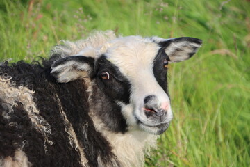 Icelandic sheep on Flatey Island off the west coast of Iceland.