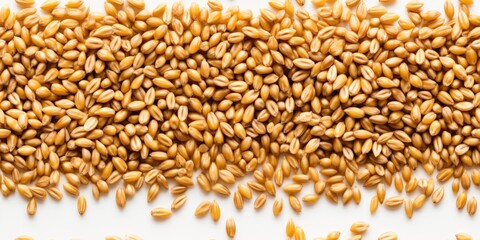 Obraz premium lots of wheat grains as background