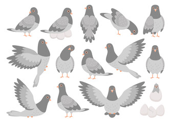 Pigeon bird, rock dove feathered animal cartoon character with different activity isolated set