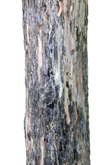 Tree trunk isolated on white background.