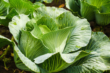 The cabbage crop ripened in autumn. Ripening late varieties of cabbage. Growing organic vegetables.