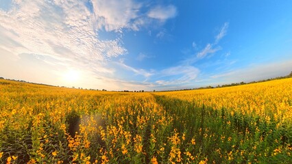 Yellow flower field and blue sky - 643964088