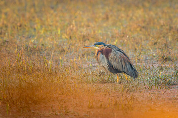 purple heron or ardea purpurea fine art closeup or portrait in winter season sunrise light at keoladeo national park or bharatpur bird sanctuary rajasthan india asia