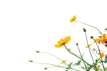 yelow flower isolated