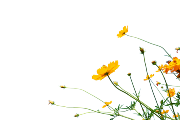 yelow flower isolated