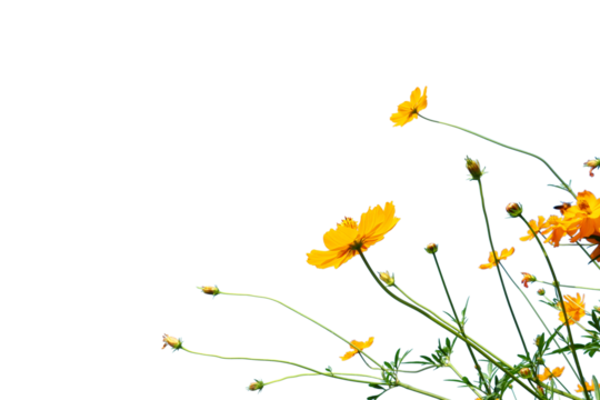 yelow flower isolated