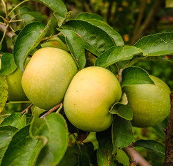 Growing organic green apples in the garden. Apple ripening season. Harvesting apples in autumn.